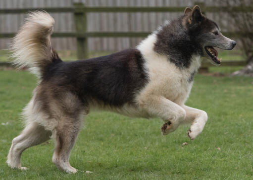 Canadese eskimohond die speels rent