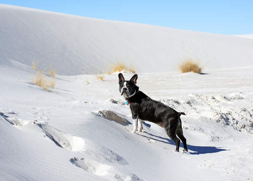 Een mooie, kleine boston terriër genietend van wat beweging in de Snow