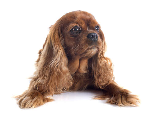 Een jonge bruinharige cavalier king charles spaniel met mooie zachte vacht