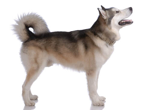 Een volwassen alaska malamute die sterk staat