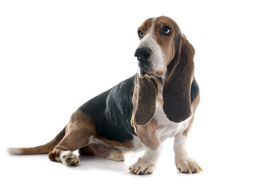 Een lieve volwassen basset hound die wacht op wat aandacht