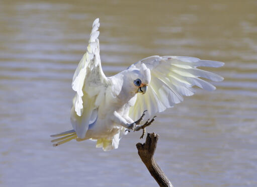 Een mooie, witte kleine corella's krachtige voeten