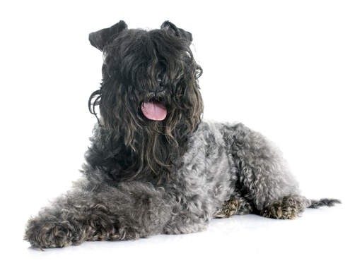 Een jonge kerry blue terrier hijgend na wat nodige beweging