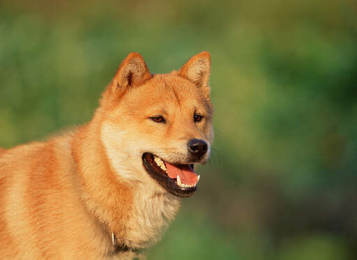 Een close up van een koreaanse jindo's ongelooflijke dikke bruine vacht en spitse oren