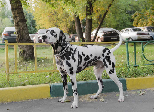 Een gezonde, volwassen dalmatiër die pronkt met zijn ongelooflijke, gespierde lichaam