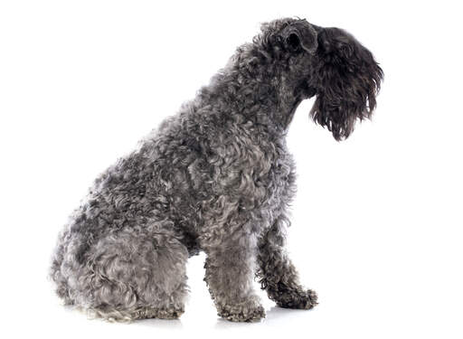 Een foto van de krulhaar kerry blue terrier met een mooie zwarte baard en franje