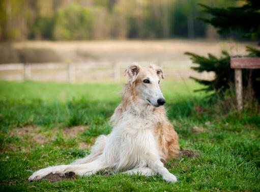 Een mooie borzoi's typische liggende positie