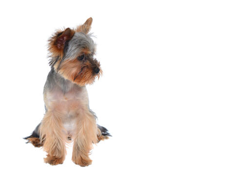 Een lieve kleine yorkshire terrier puppy met een prachtige vacht