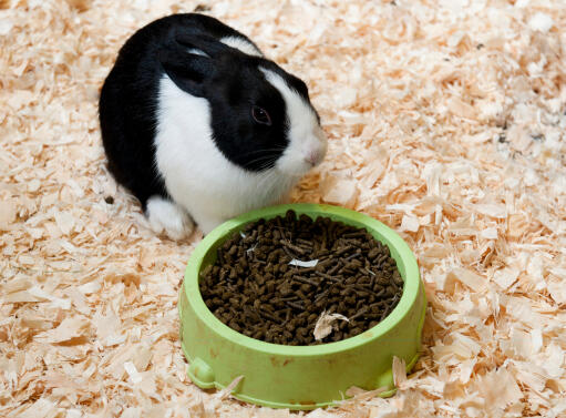 Een mooi wit en zwart nederlands konijn genietend van zijn eten