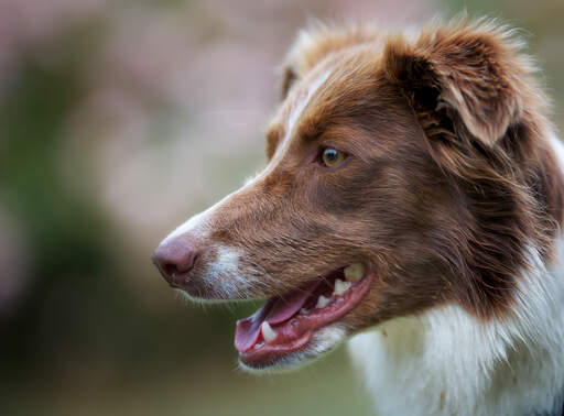 Een close up van een border collie's mooie lange neus en zachte, bruine vacht