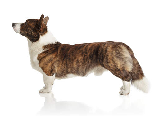 Een gezonde volwassen cardigan welsh corgi, pronken met zijn mooie, lange lichaam