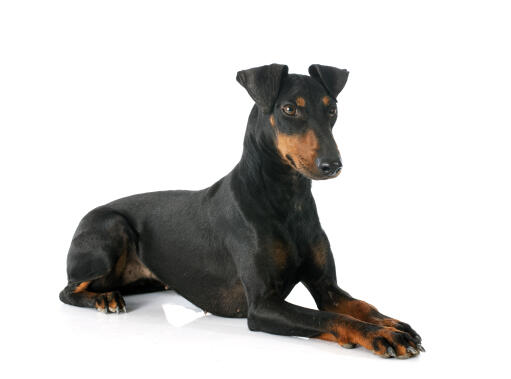 Een volwassen manchester terrier die mooi ligt, met zijn poten tegen elkaar