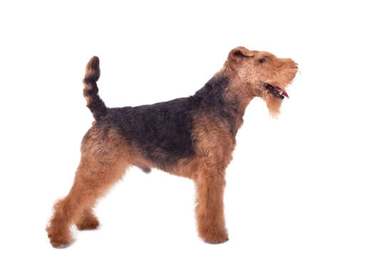 Een mannelijke welsh terrier pronkend met zijn mooie korte lichaam en lange poten