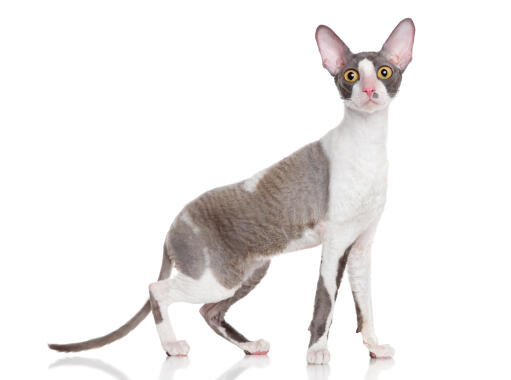 Een cornish rex met grote oren en lange poten