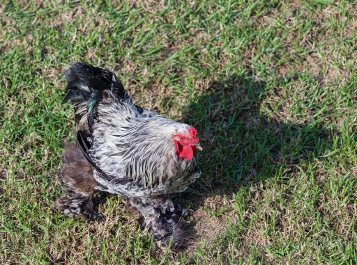 Gelaarsde-bantam-tuin