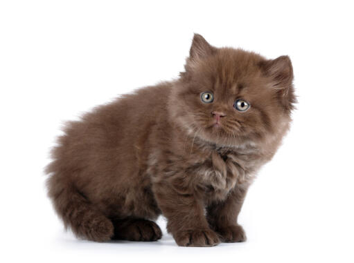 Een klein pluizenbol langhaar britse kitten