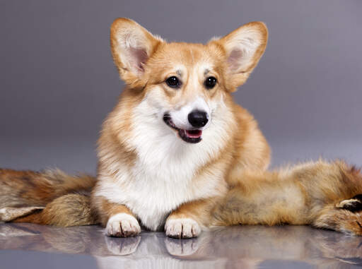 Een cardigan welsh corgi's mooie, dikke, licht bruin en witte vacht