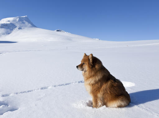 Een mooie finse lapphund met een dikke zachte vacht zittend in de Snow