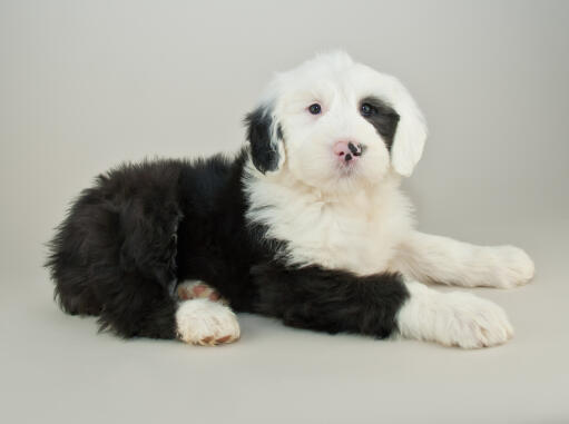 Een prachtige oude engelse herdershond puppy, netjes liggend op de grond