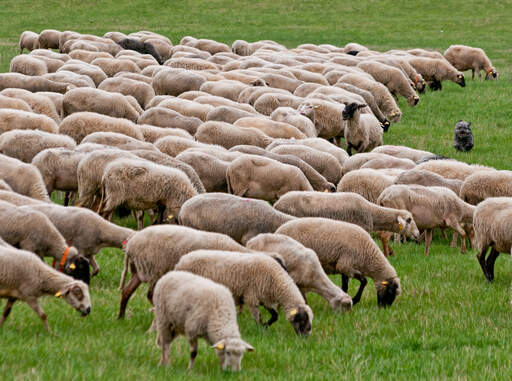 Een gezonde poolse laagland herdershond die schapen hoedt