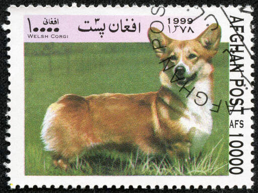 Een cardigan welsh corgi op een afghan stempel