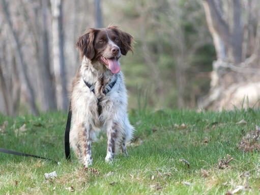 Een volwassen bruin-witte brittany met een mooie, lange, zachte vacht