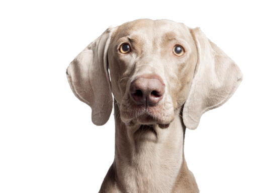 Een close up van de grote flaporen en de korte grijze vacht van een weimaraner