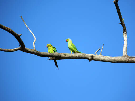Twee mooie blauw gevleugelde papegaaien hoog in een boom