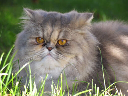 Een mooie verdunde calico persian liggend in het gras