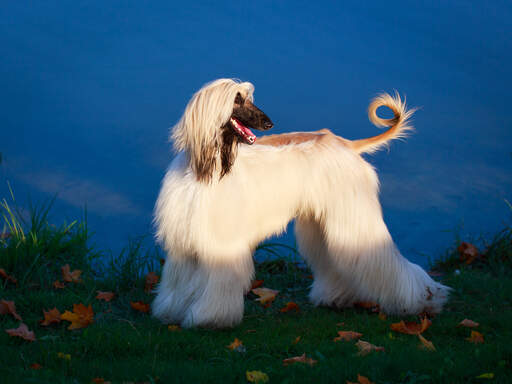 Een glamourous afghan hound die terug kijkt voor een commando