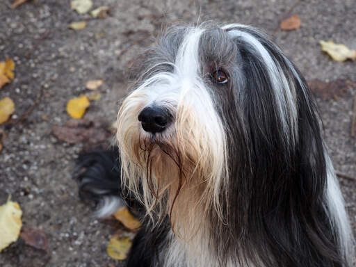 Een bearded collie wacht geduldig op wat aandacht van zijn baasje