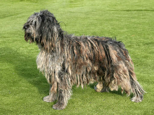 Een bergamasco die pronkt met zijn mooie vacht