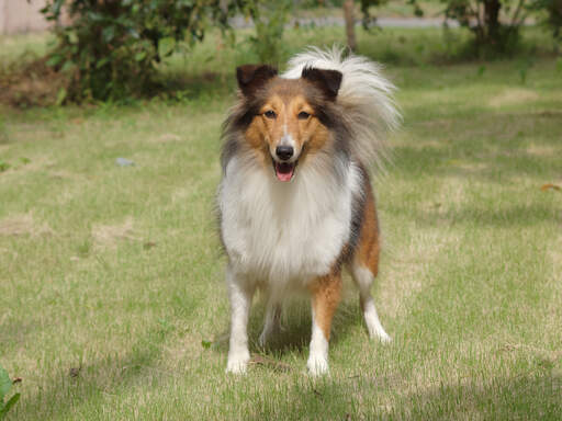 Een mooie volwassen collie's gezonde lange vacht en grote, borstelige staart