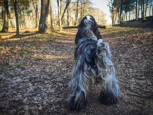 Een engelse cocker spaniel die pronkt met zijn prachtig verzorgde poten