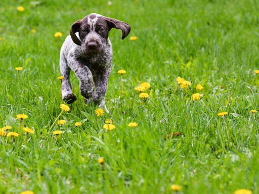 Een duitse kortharige pointer puppy die langsloopt