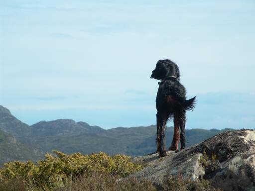 Een Gordon setter staat rechtop, pronkend met zijn mooie, zwartbruine vacht