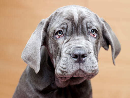 Een close up van de zachte vacht en rimpelige huid van een neapolitaanse mastiff pup