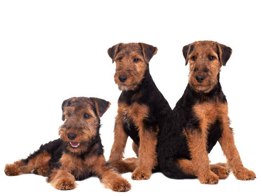 Drie prachtige, kleine welsh terriers genieten van elkaars gezelschap