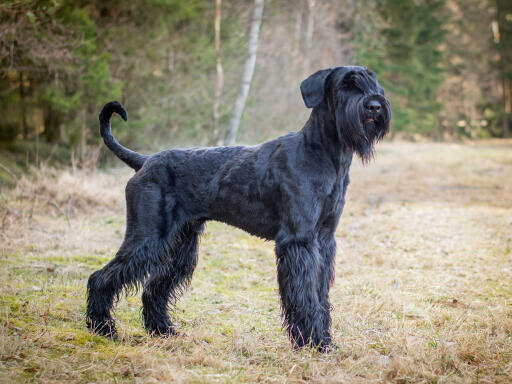 Reuze-schnauzer-buiten