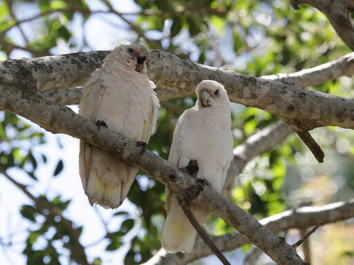 Twee mooie kleine corella's neergestreken in een boom