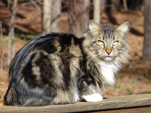 Amerikaanse langharige bobtail kat zittend in bos