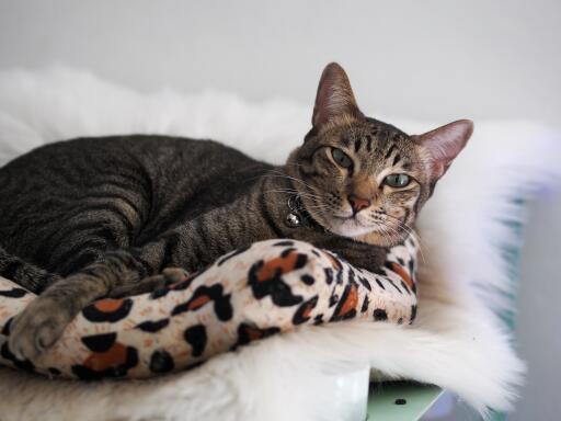 Aziatische tabby kat comfortabel liggend op een deken