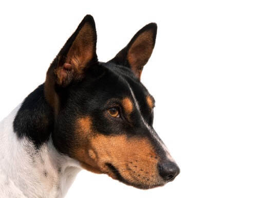 Een mooie zwart wit met bruine basenji