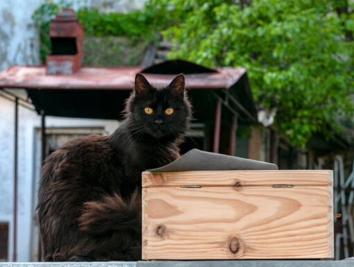 York chocolade kat naast een houten doos