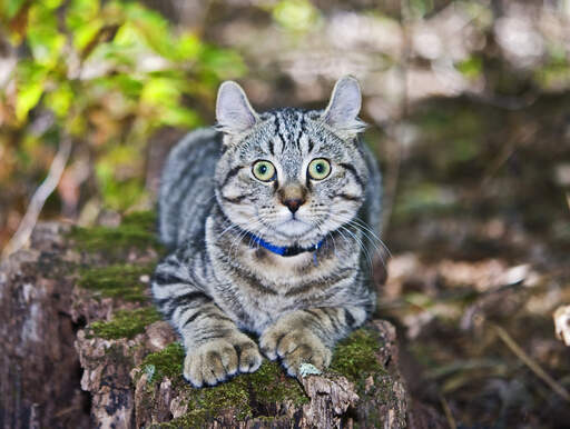 Een hooglander kat met polydactyle poten