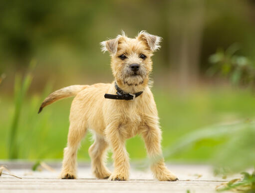 Een mooie kleine cairn terrier puppy, die rechtop staat