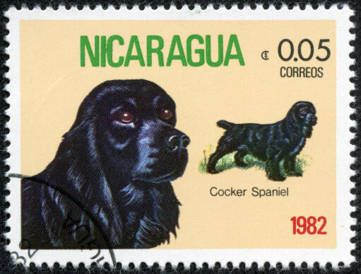 Een cocker spaniel op een centraal amerikaanse postzegel