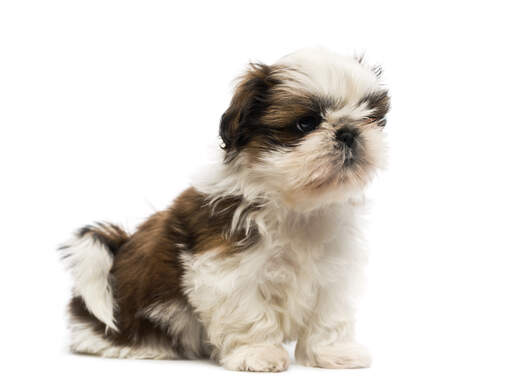 Een schattige kleine shih tzu puppy die netjes op de vloer zit