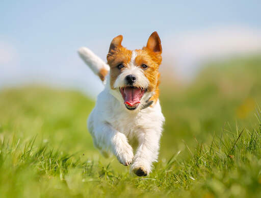 Een opgewonden jack russell terriër sprint naar zijn baasje