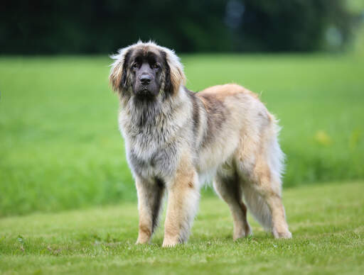 Een gezonde volwassen leonberger met een mooie, dikke vacht